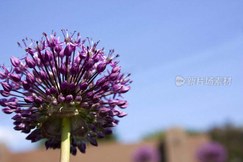 Allium 'Globemaster'装饰洋葱